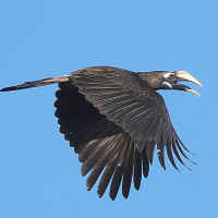 Bushy-crested Hornbill